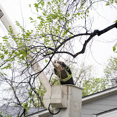 Tree trimming service