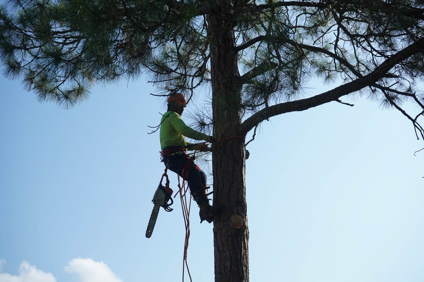 Tree shaping service