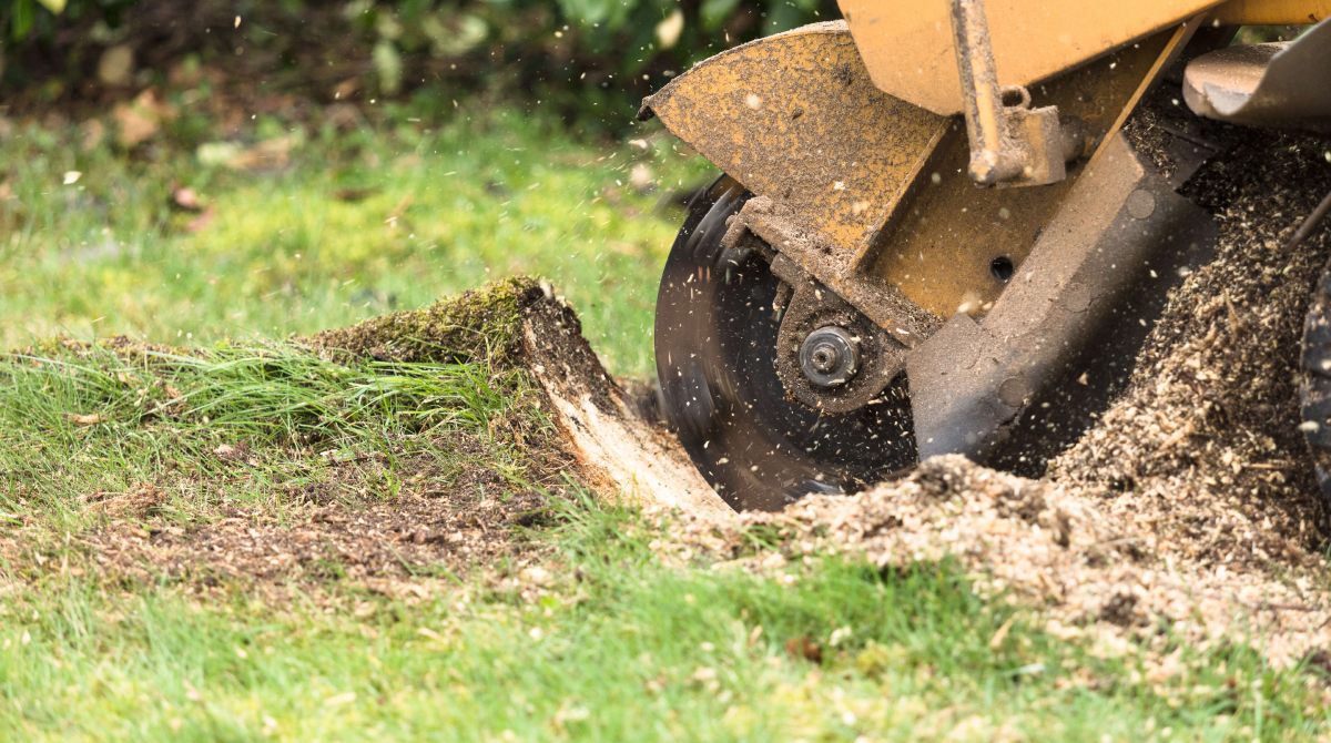 Stump grinding service